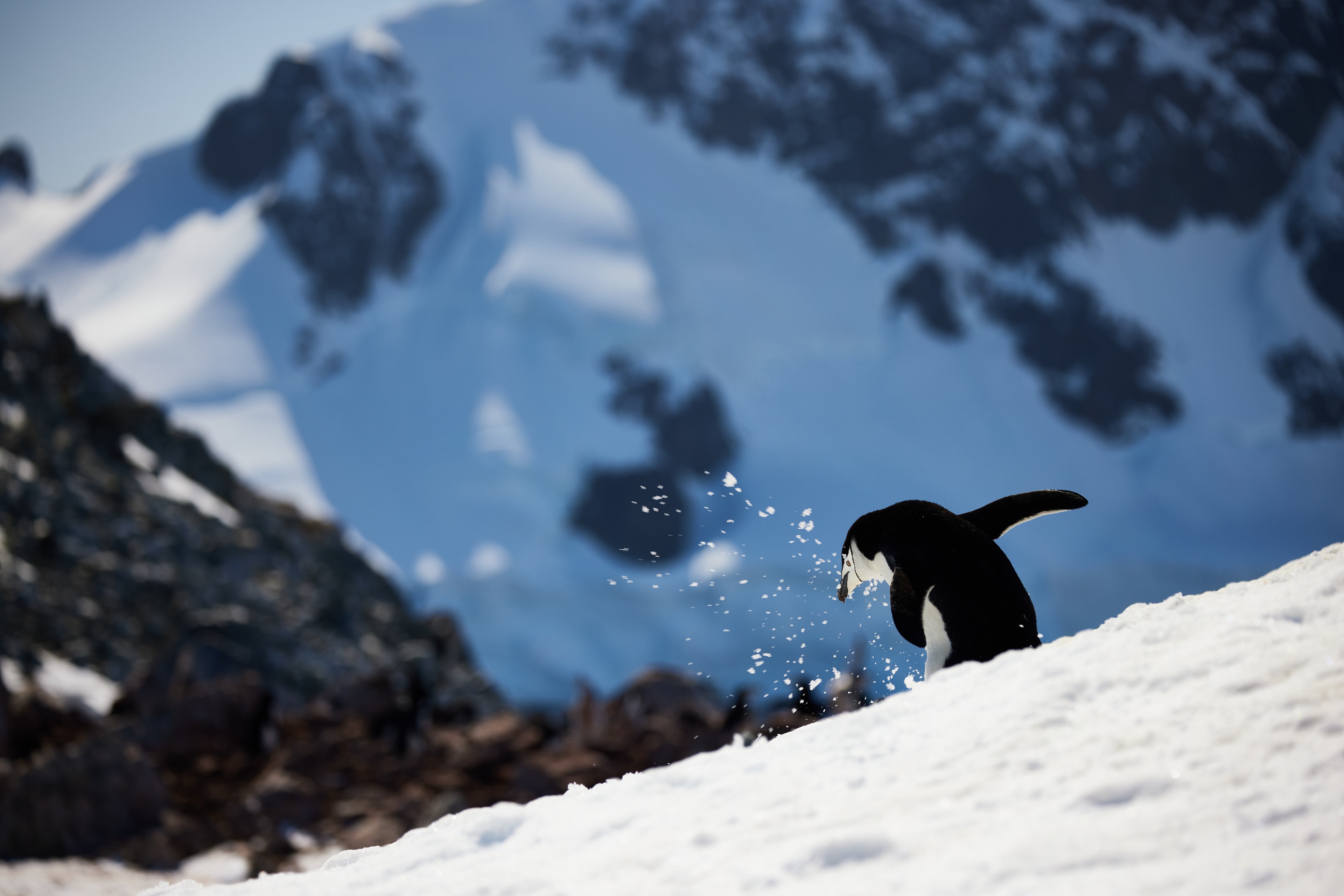 Chinstrap penguin kicking up the snow