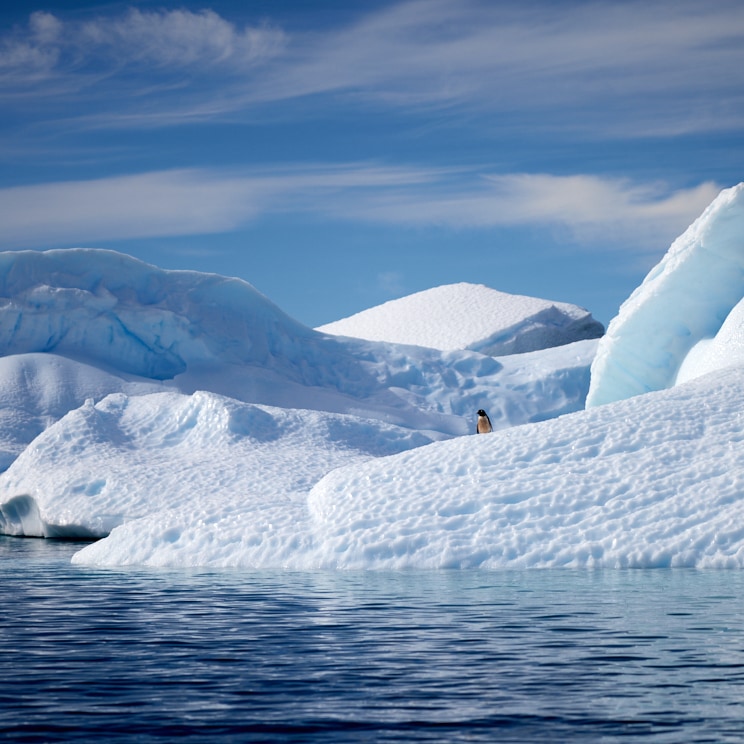 Lone penguin on an iceberg