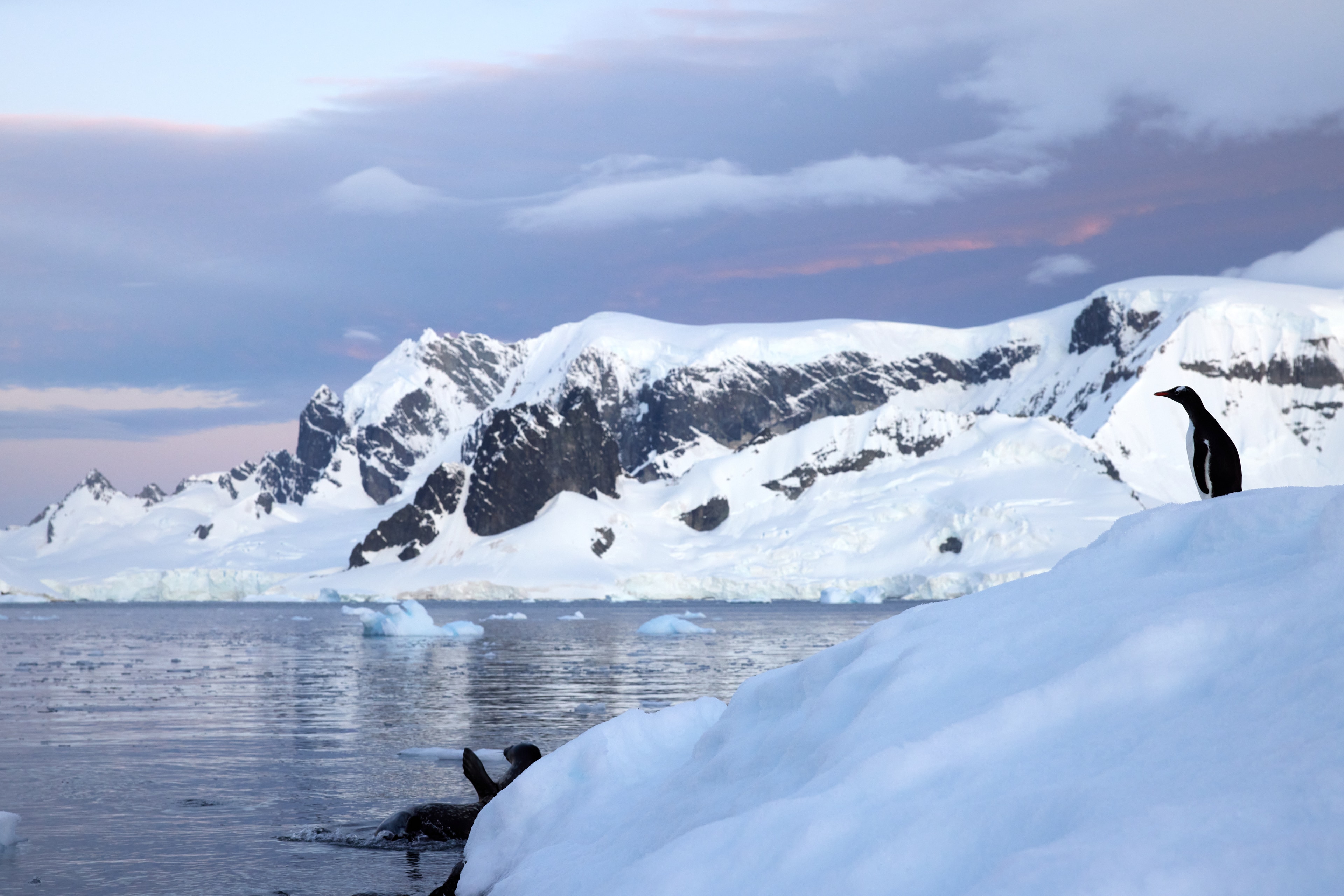 Gentoo Penguin and Weddell Seal