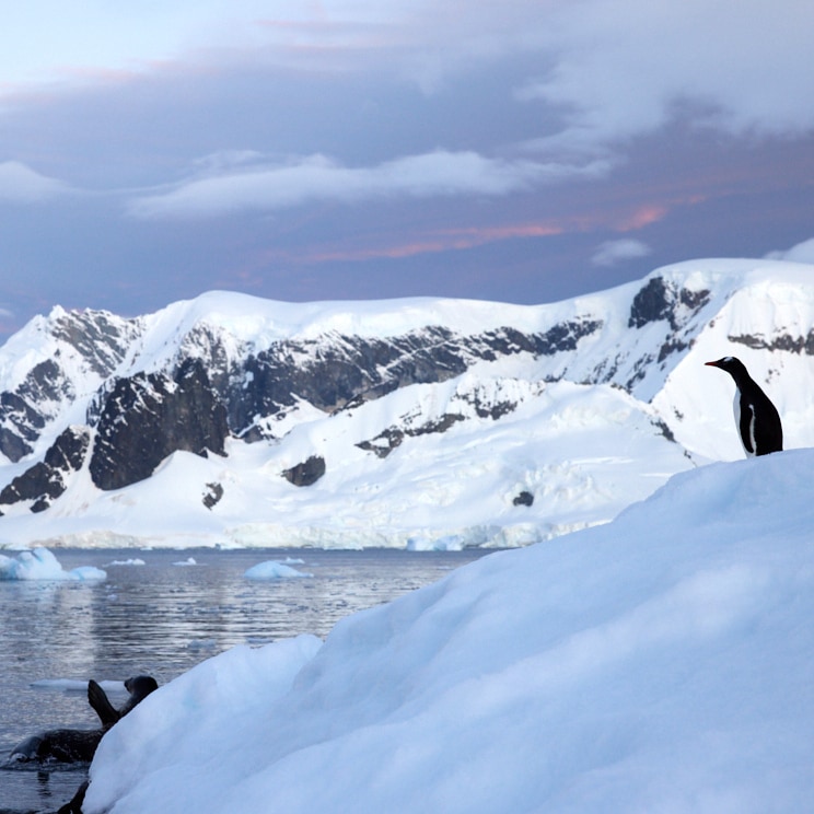 Gentoo Penguin and Weddell Seal