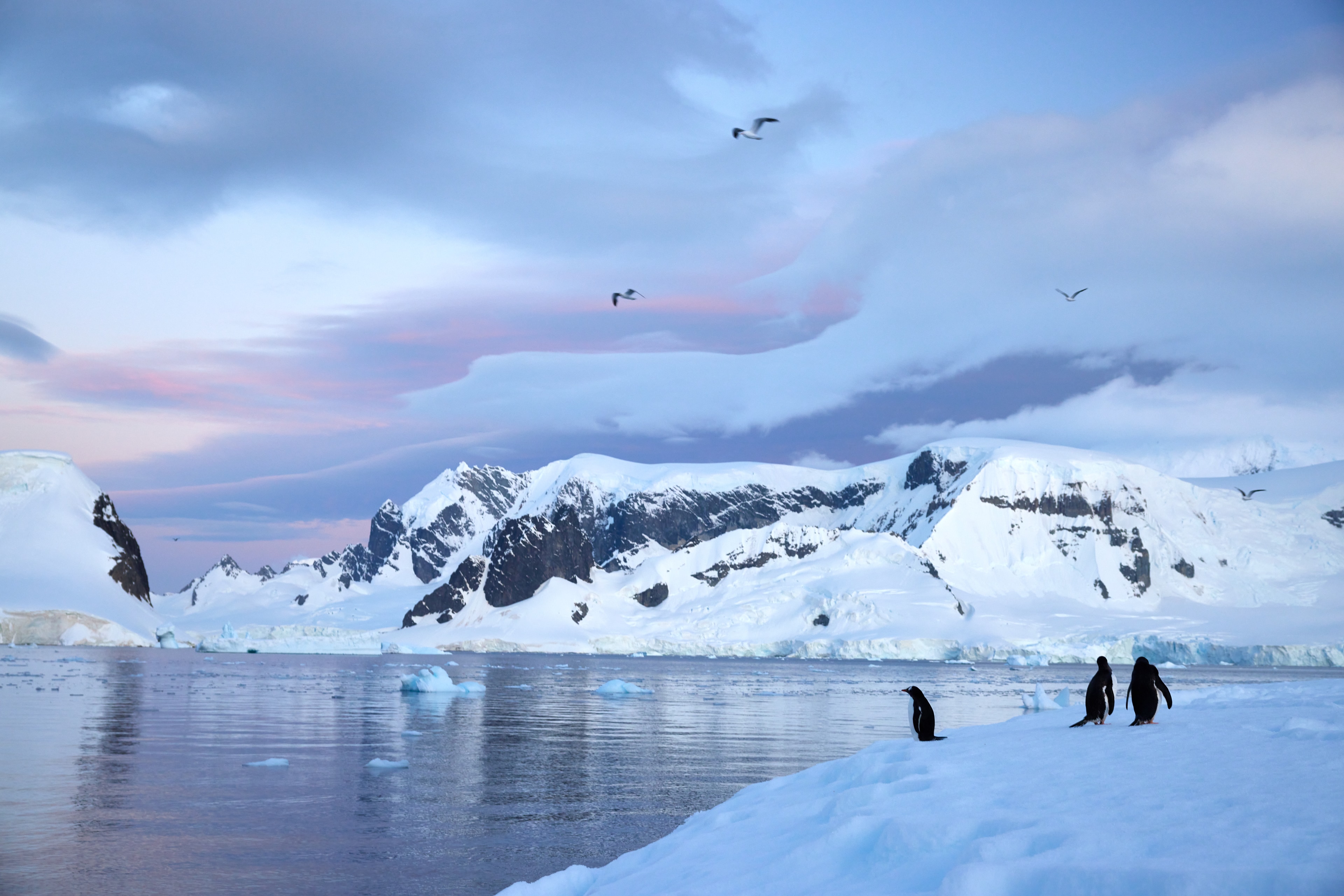 Gentoo Penguin