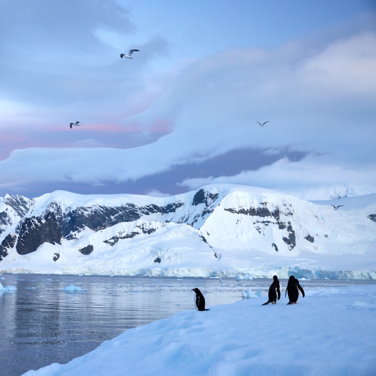 Gentoo Penguin