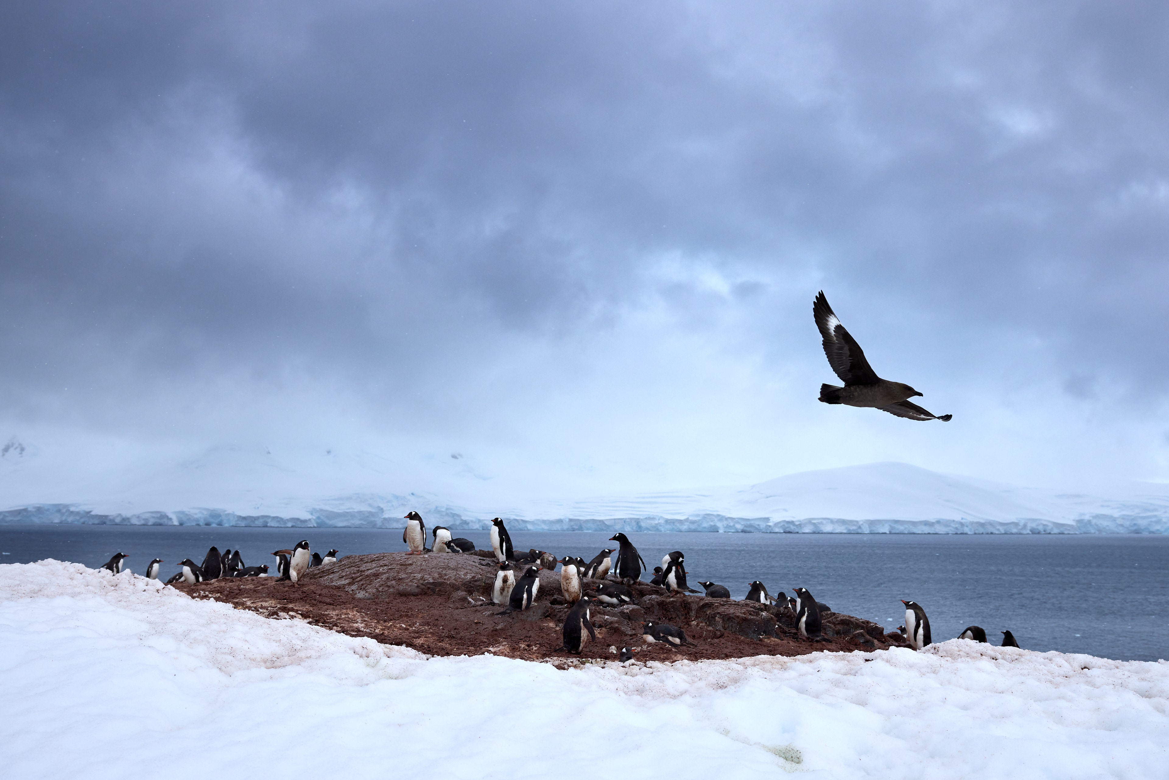 Brown Skua over Gentoo Colony