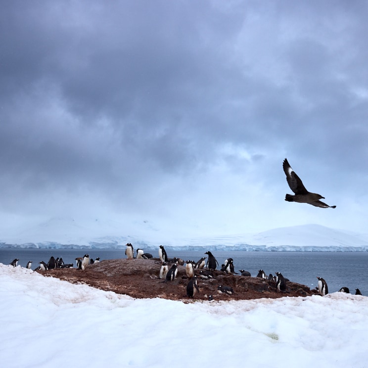 Brown Skua over Gentoo Colony