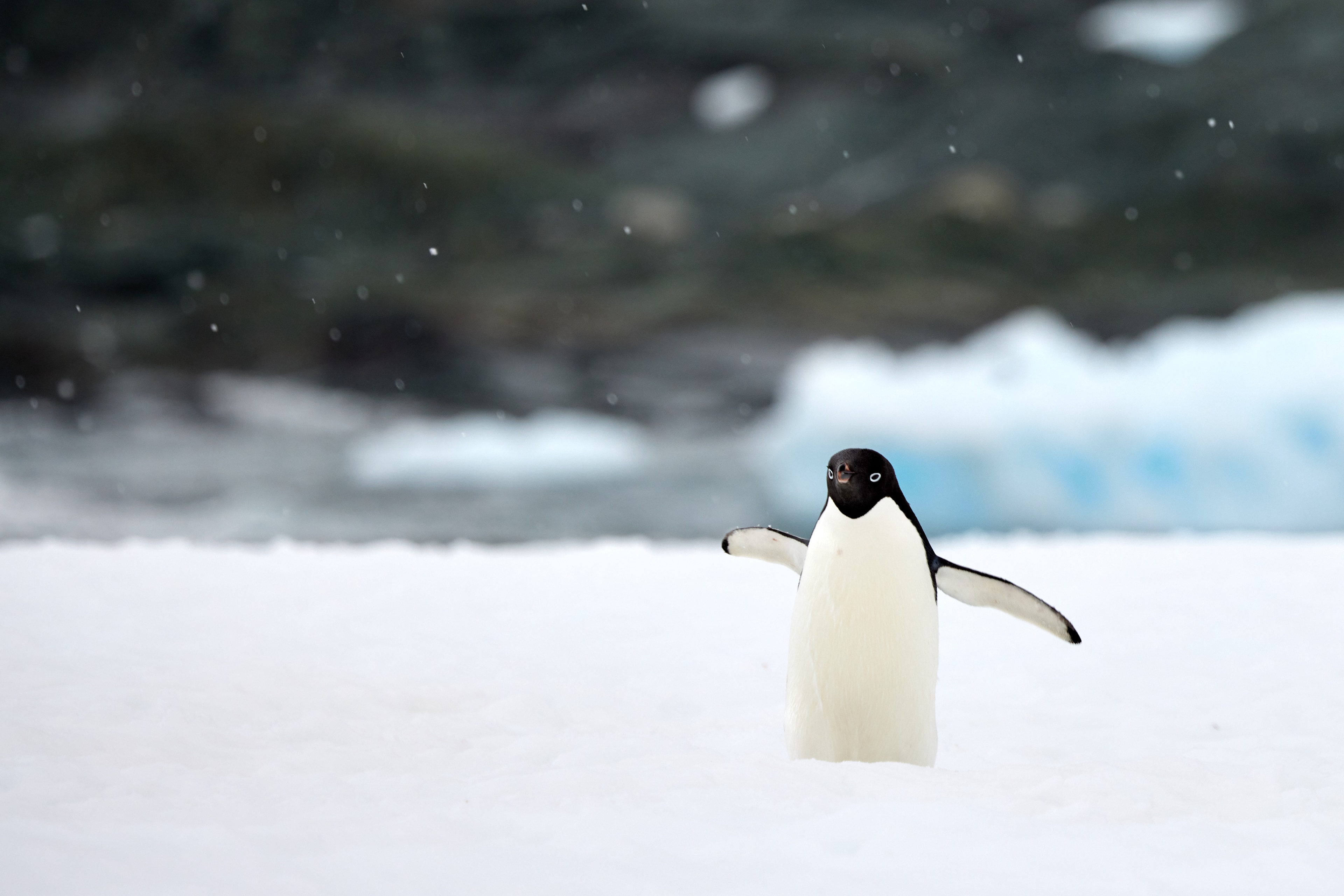 Adélie Penguin Waddle