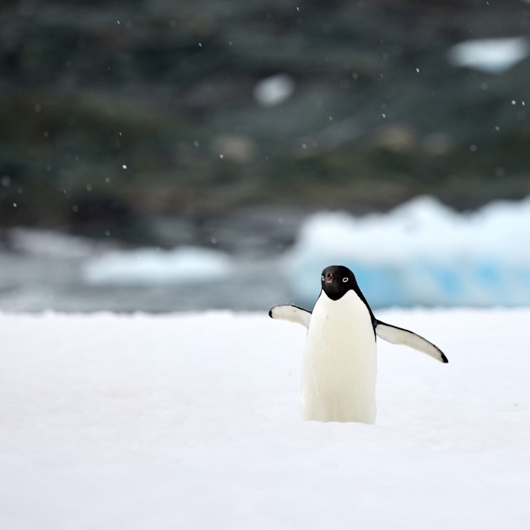 Adélie Penguin Waddle