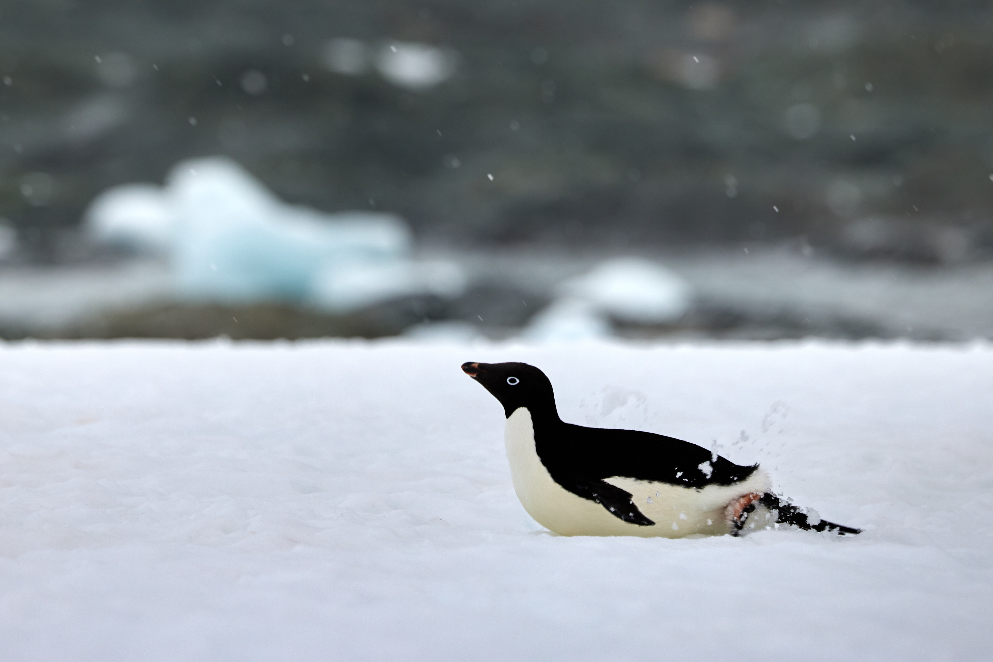 Adélie Penguin Locomotion