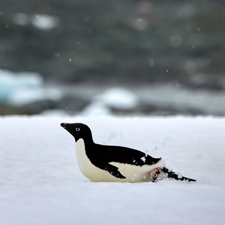 Adélie Penguin Locomotion