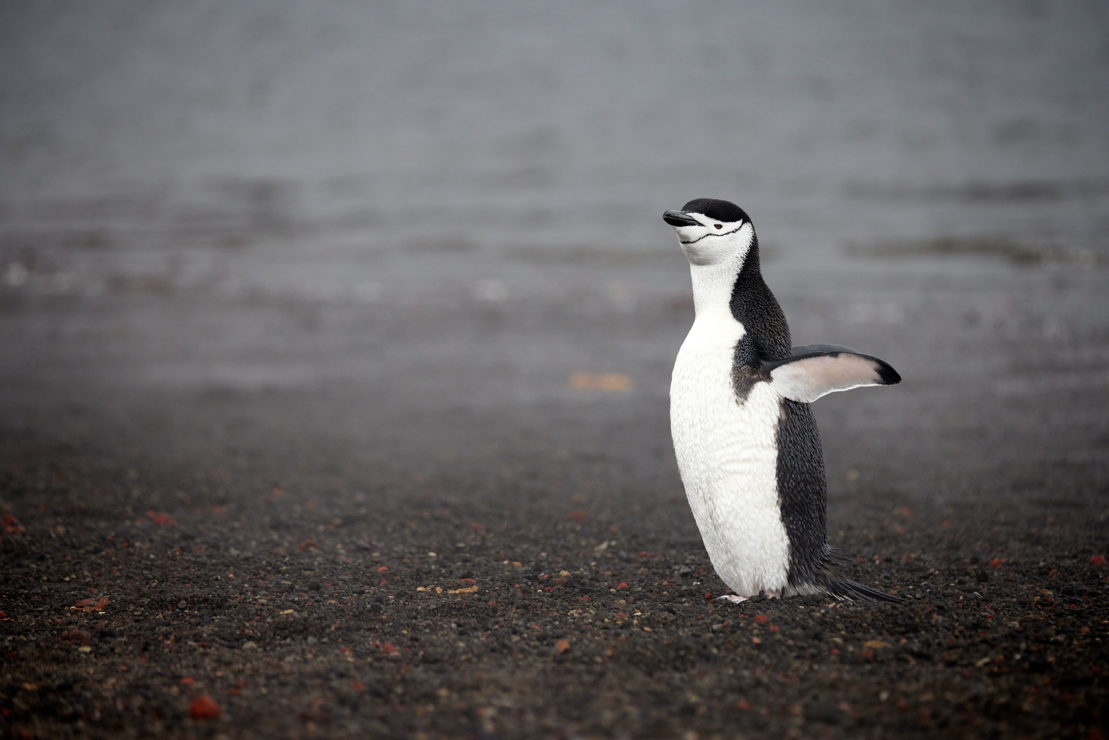 Antarctica