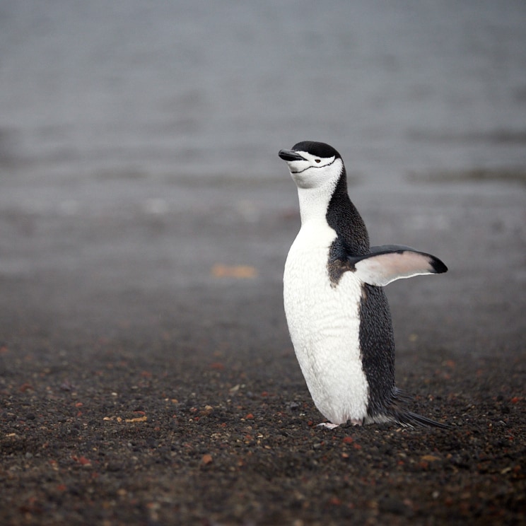 Antarctica