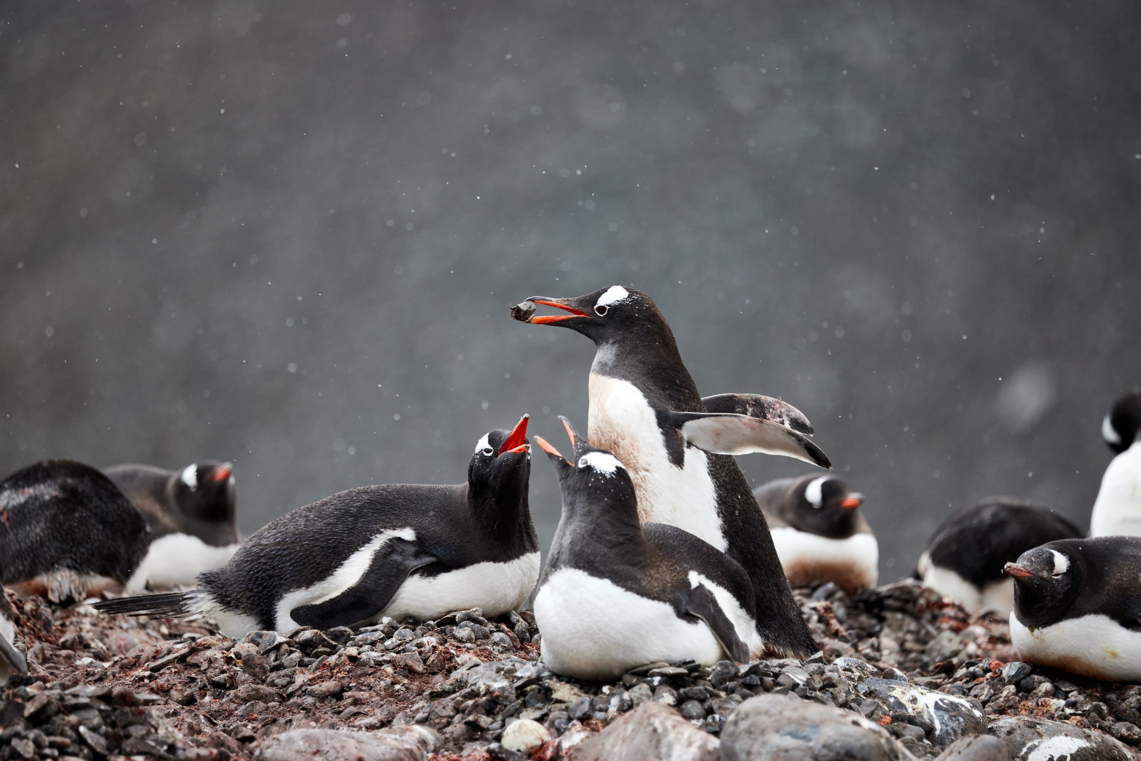 Antarctica