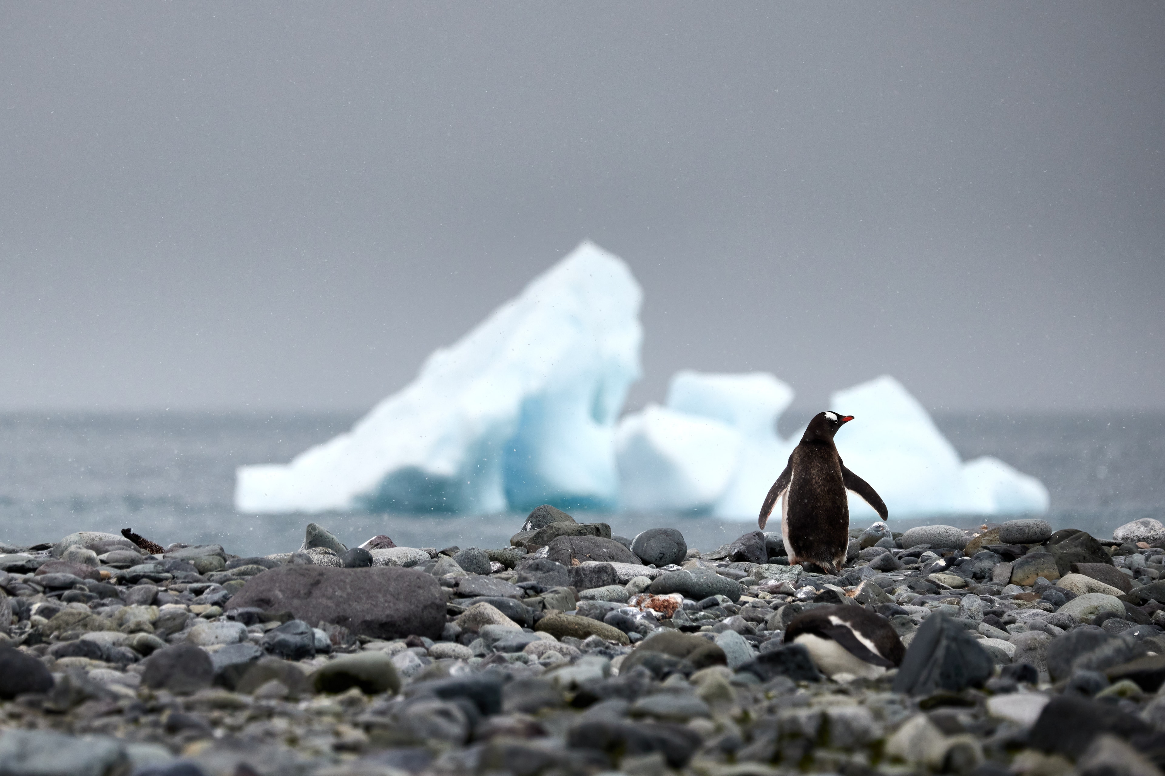 Antarctica