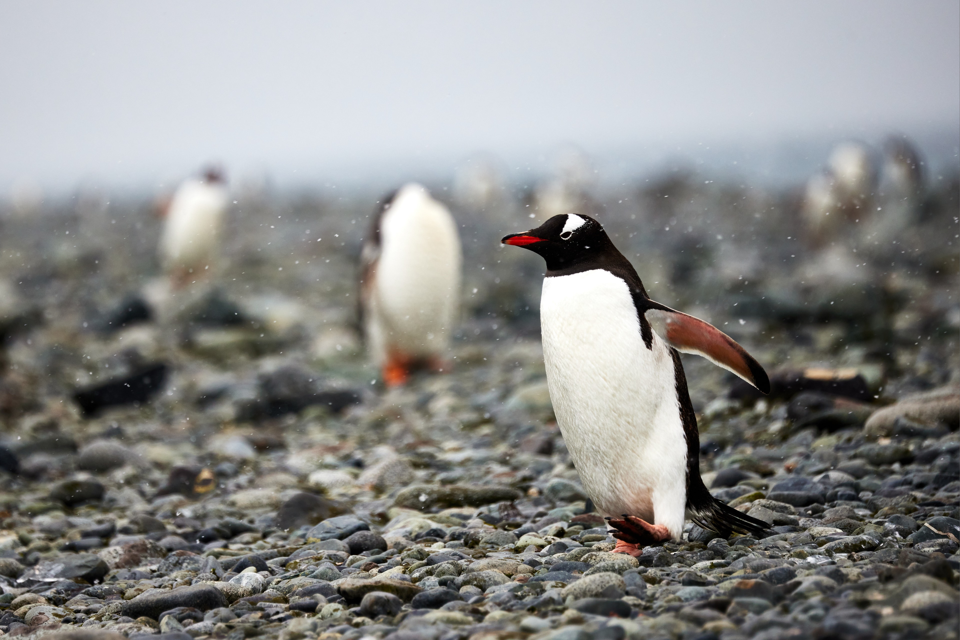Antarctica