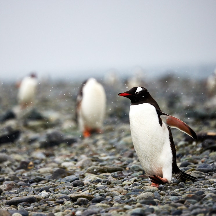 Antarctica