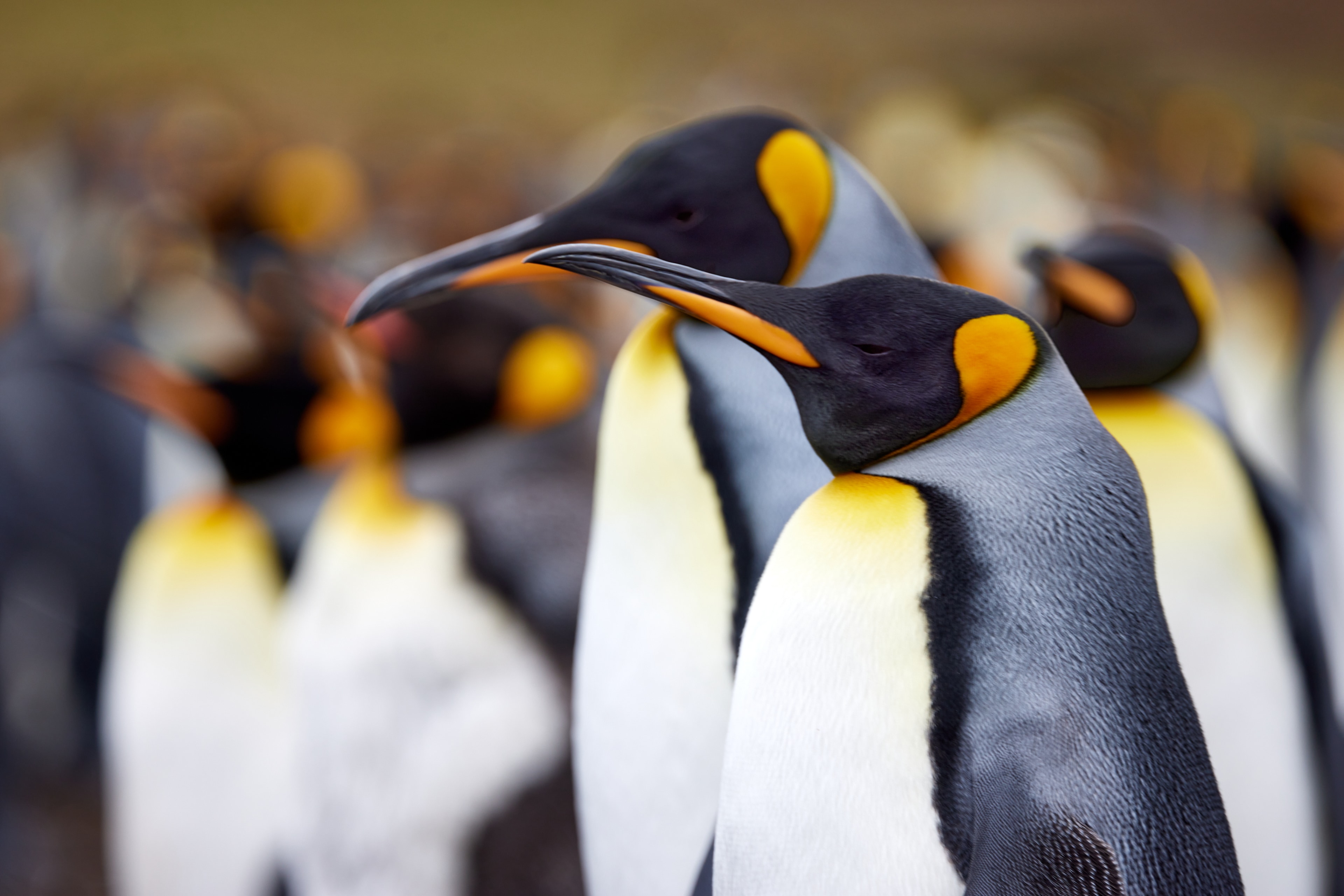 King Penguin Portrait