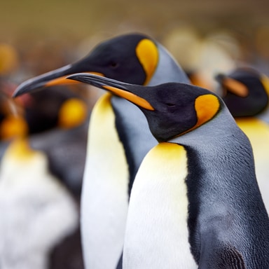 King Penguin Portrait