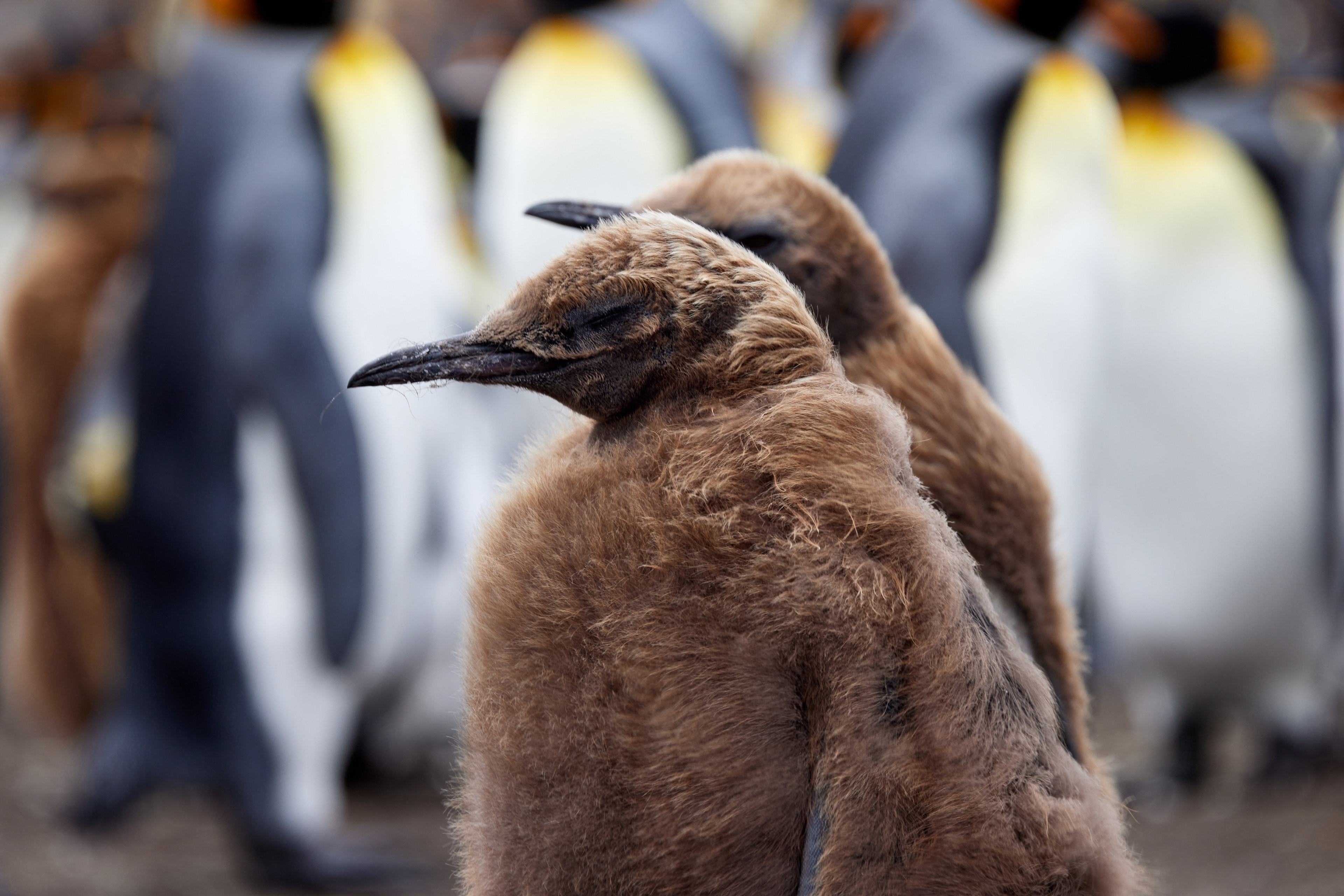 King Penguin Juvenile