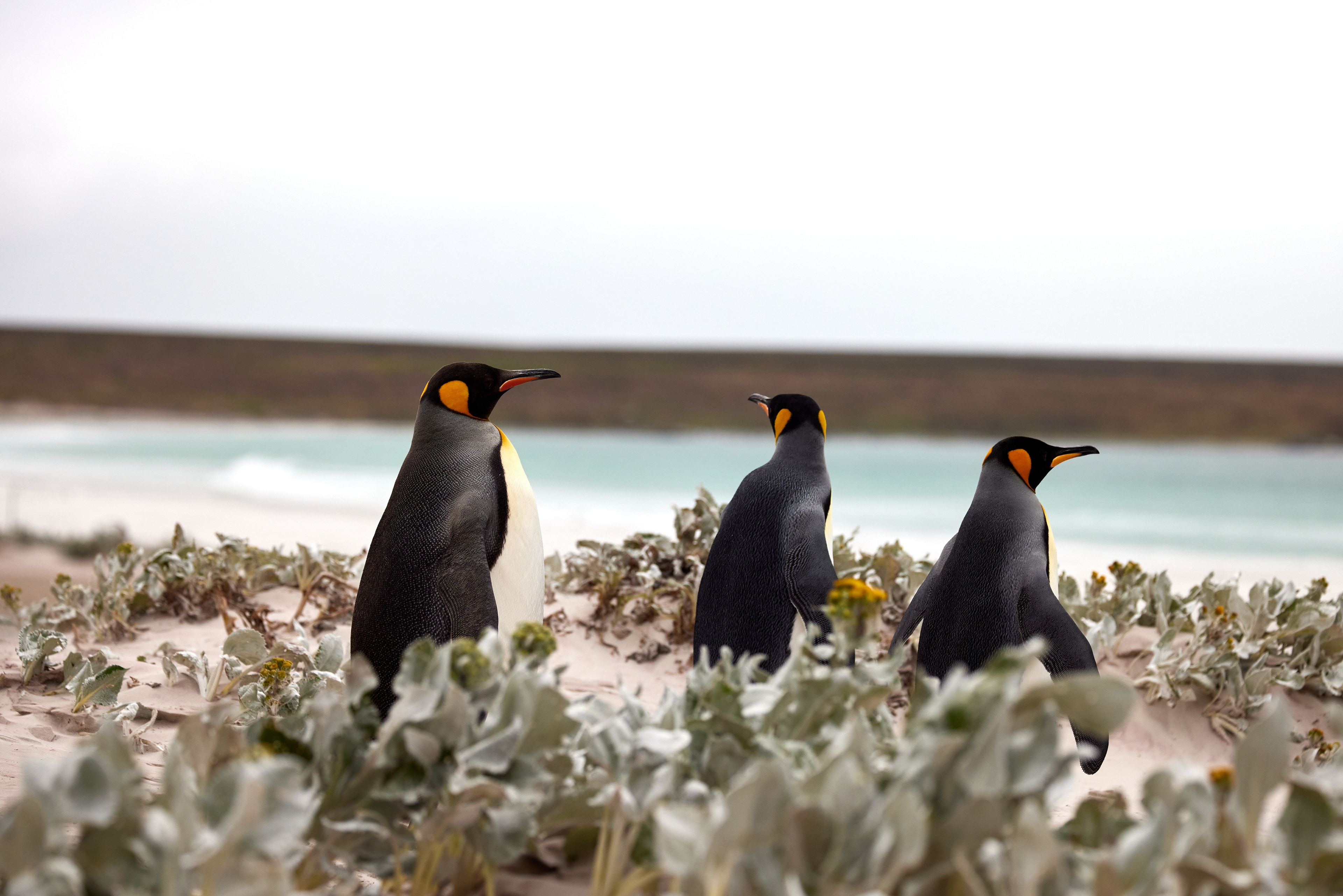 King Penguins at the Beach