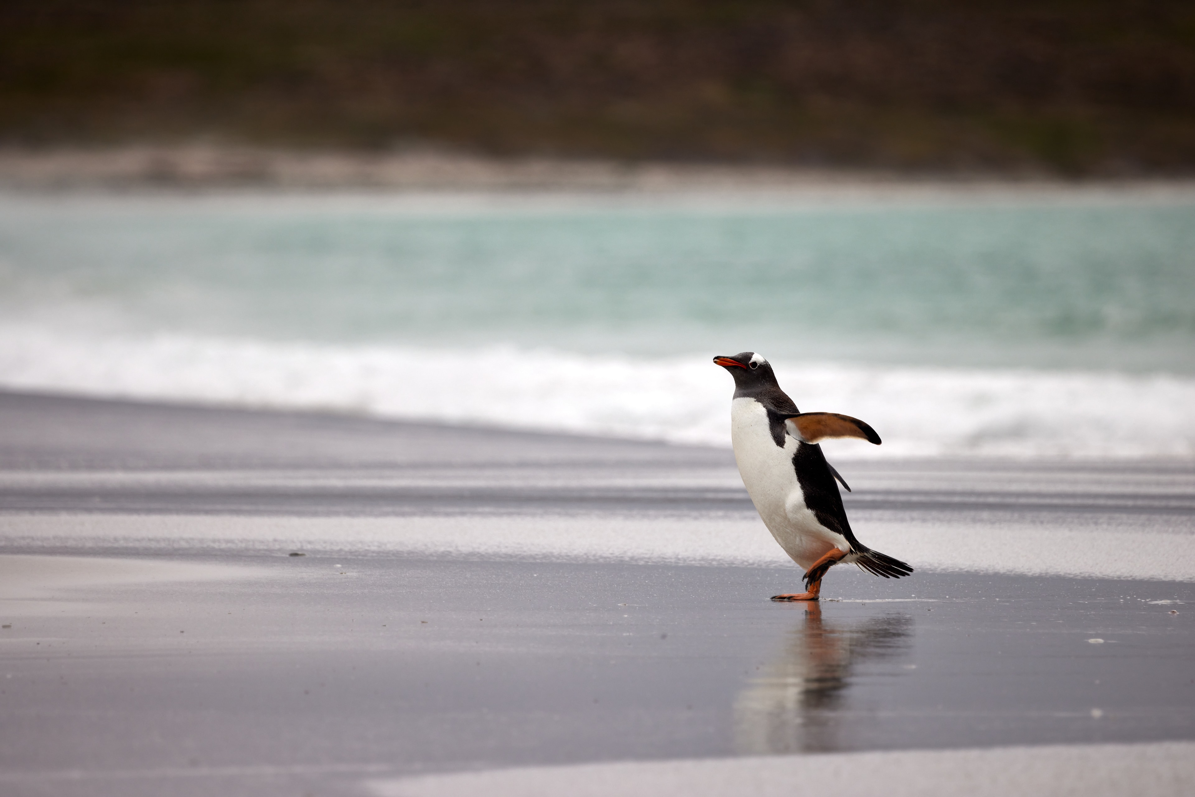 Gentoo at the beach