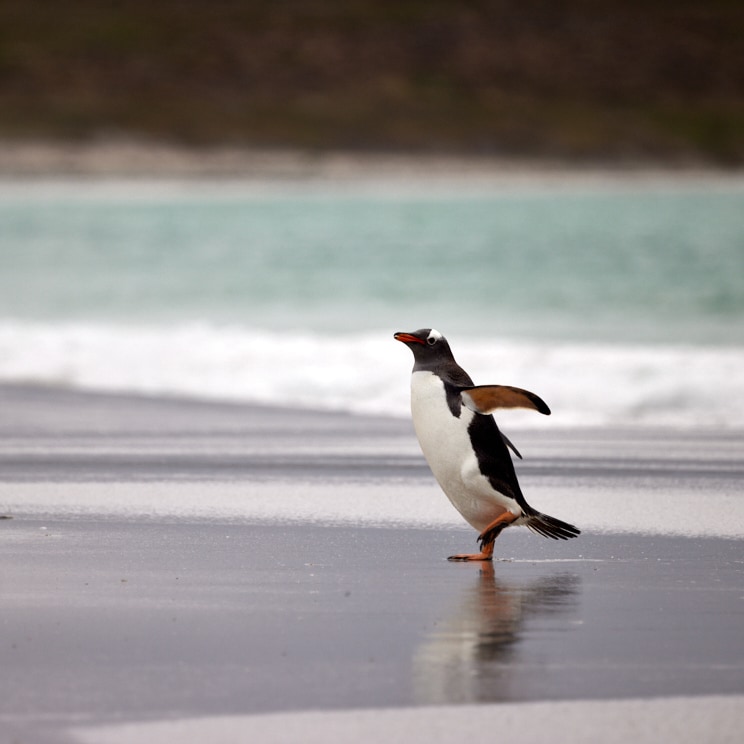 Gentoo at the beach