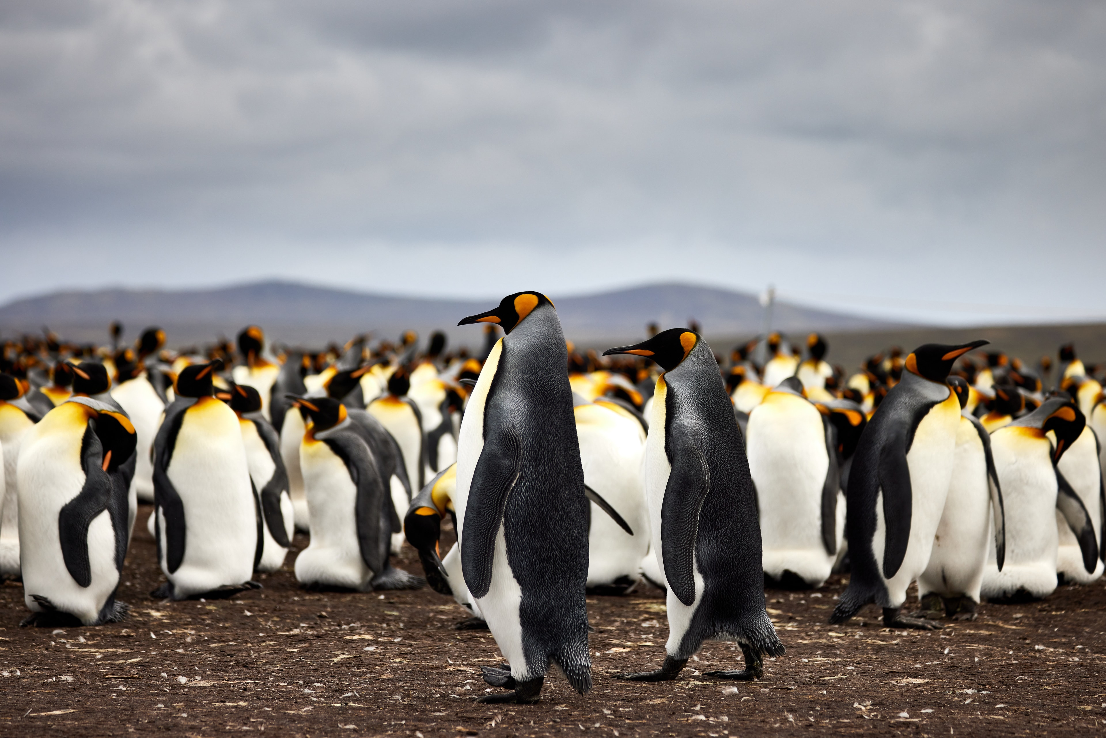 King Penguins