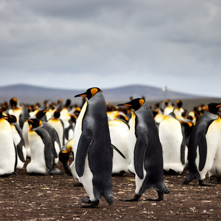 King Penguins