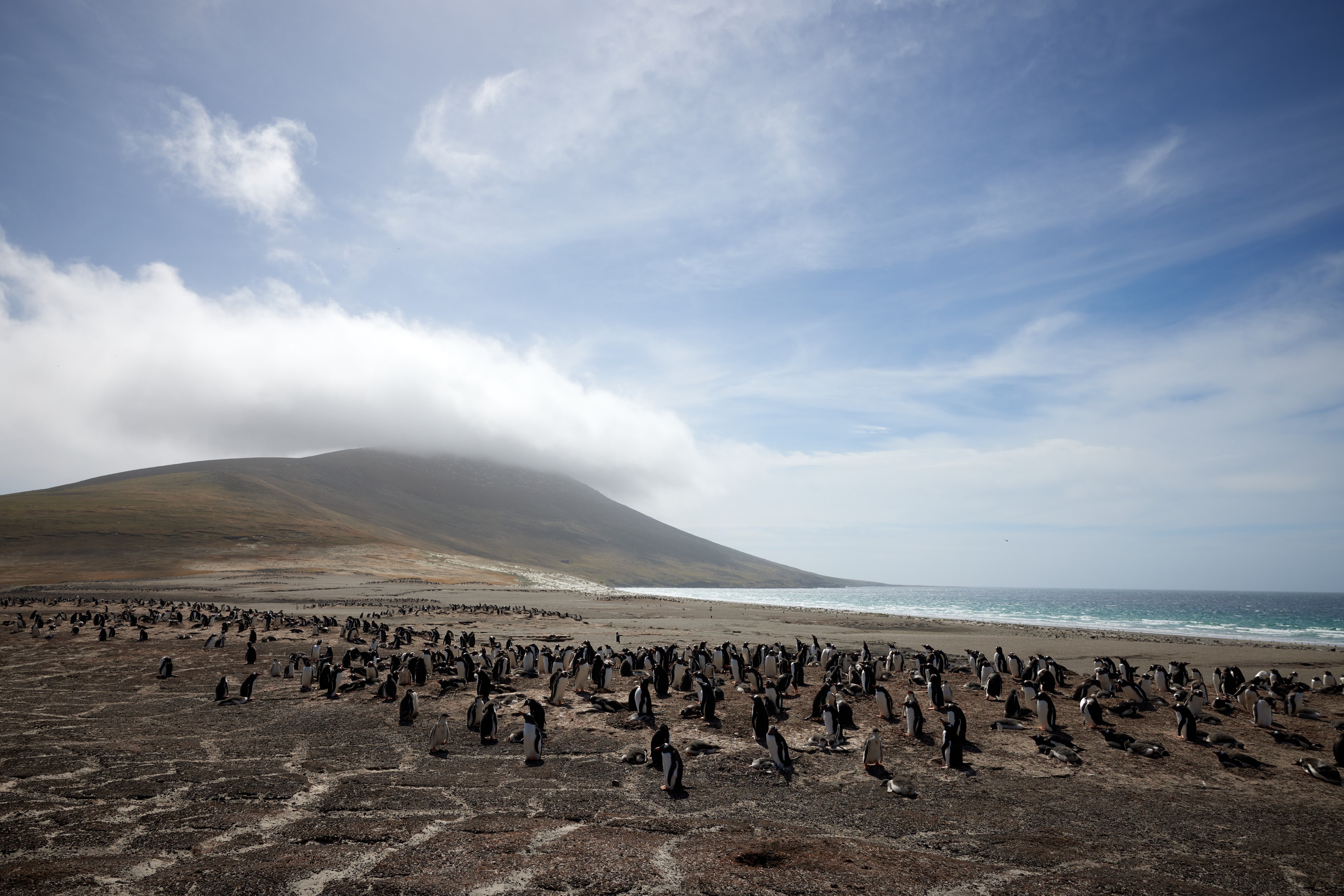 Penguin Beach