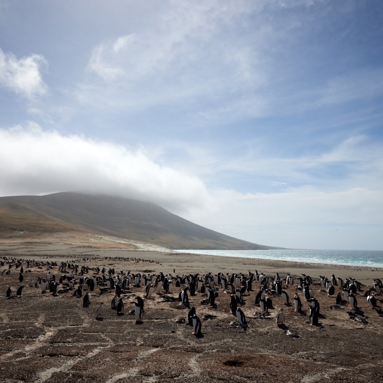 Penguin Beach