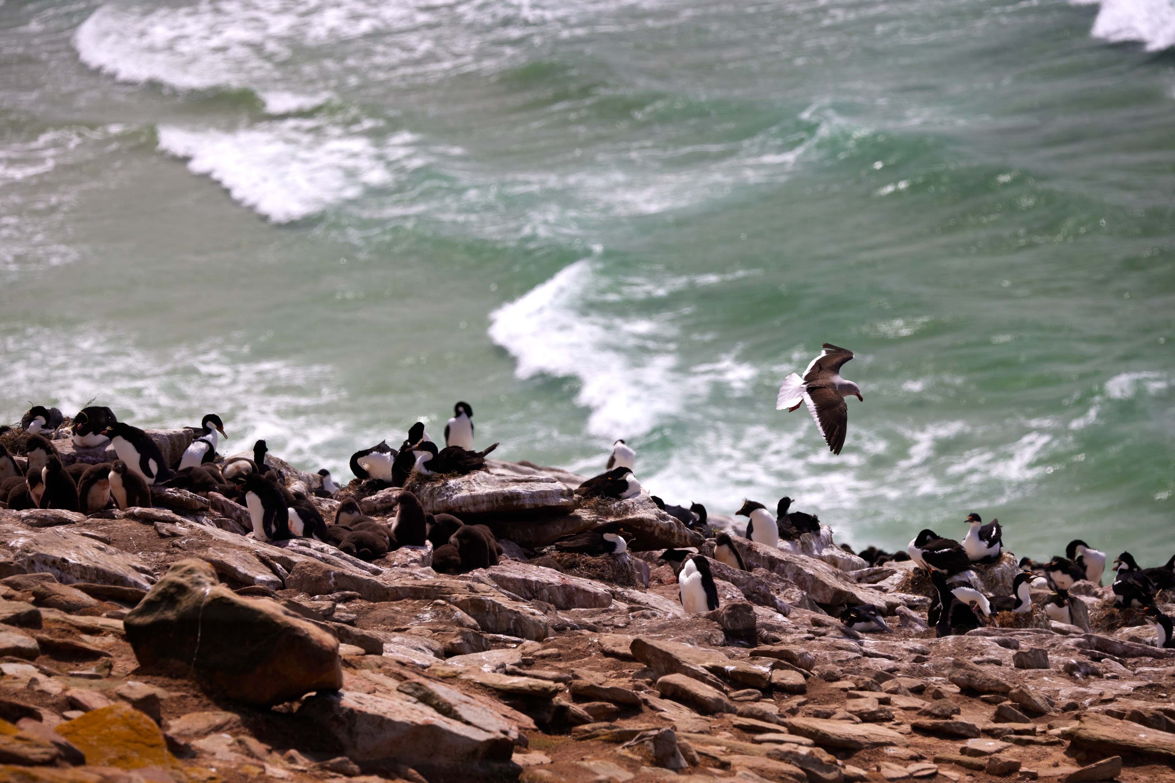 Bird over Colony