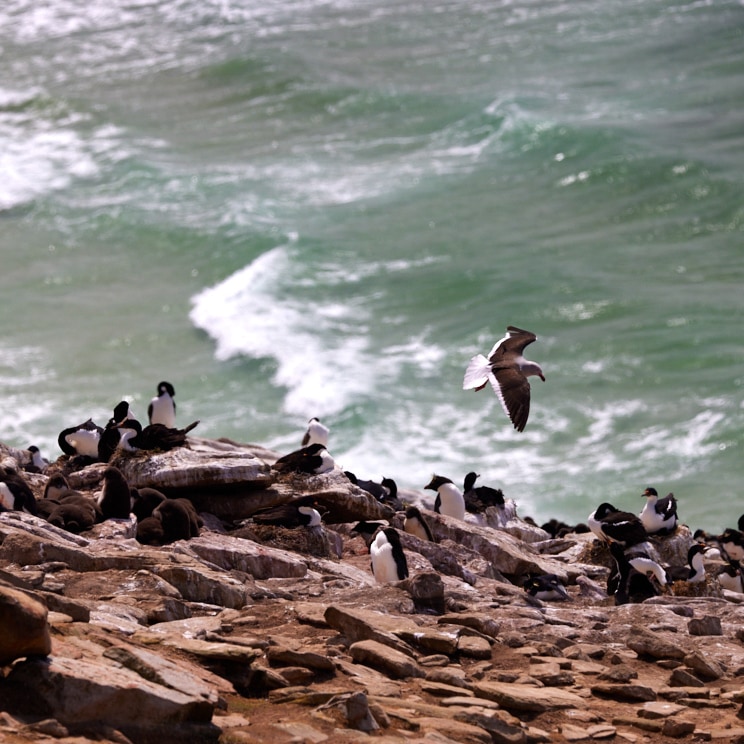 Bird over Colony
