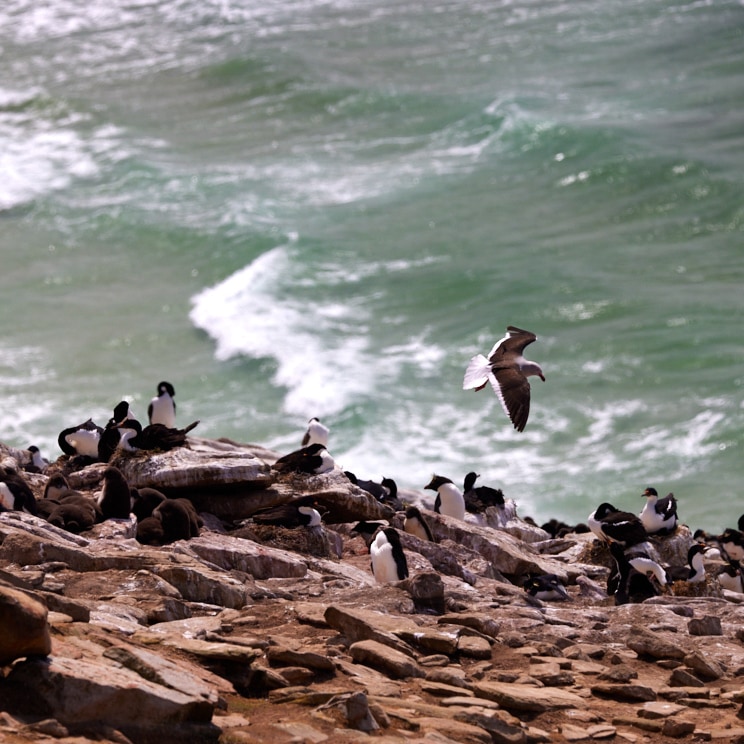 Bird over Colony