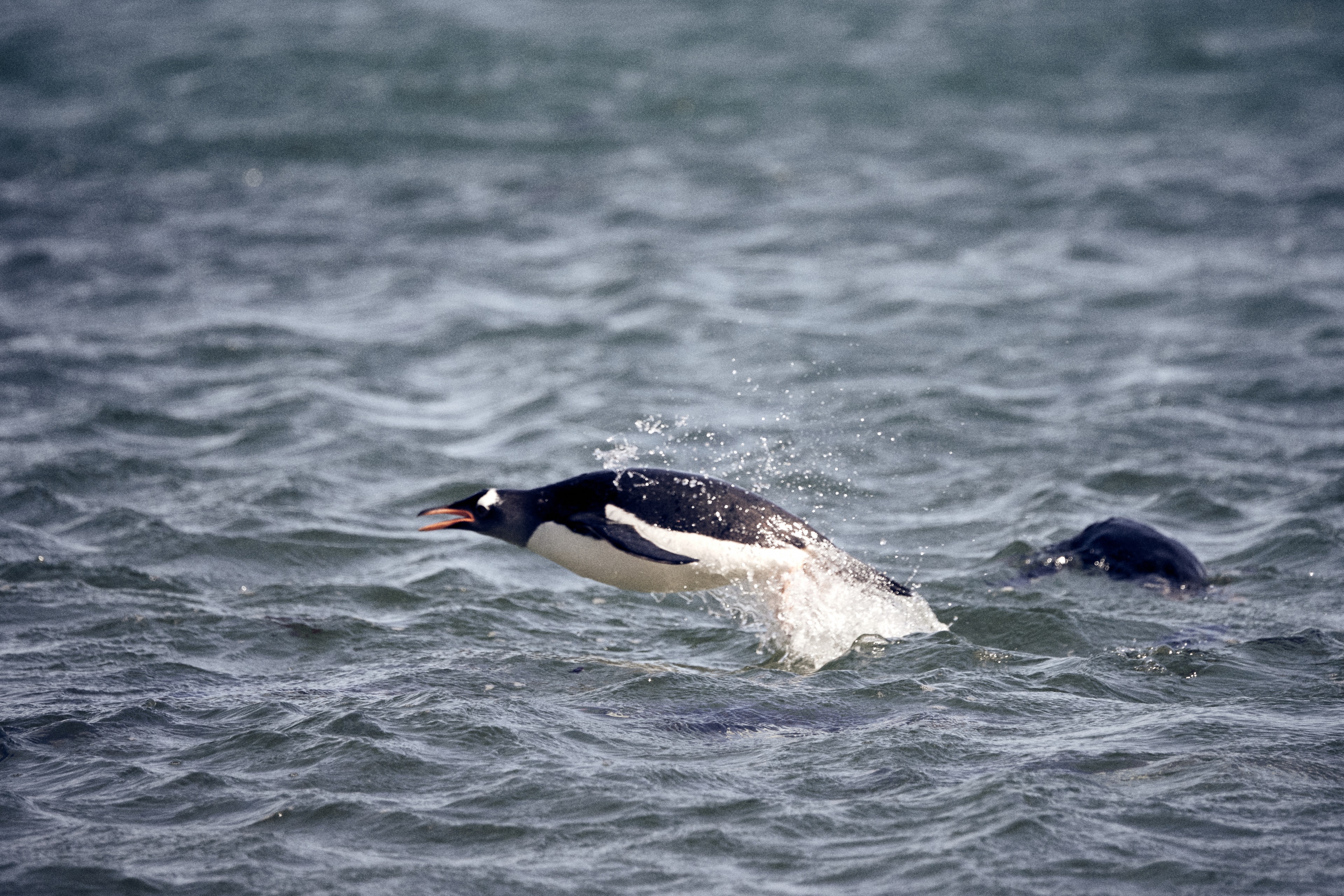 Porpoising Penguin
