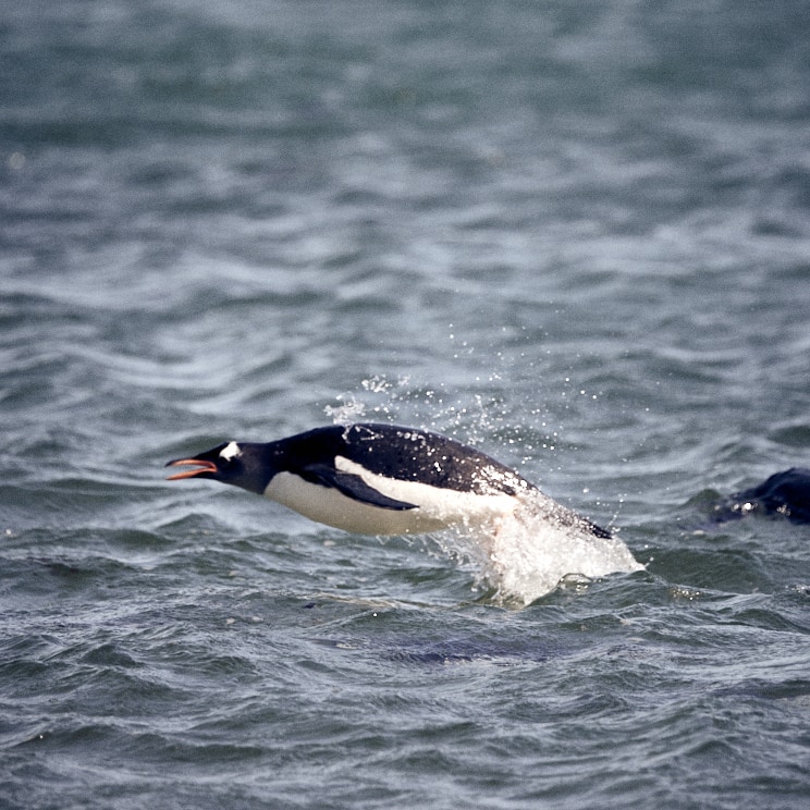 Porpoising Penguin