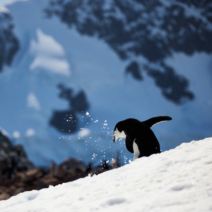 Chinstrap penguin kicking up the snow