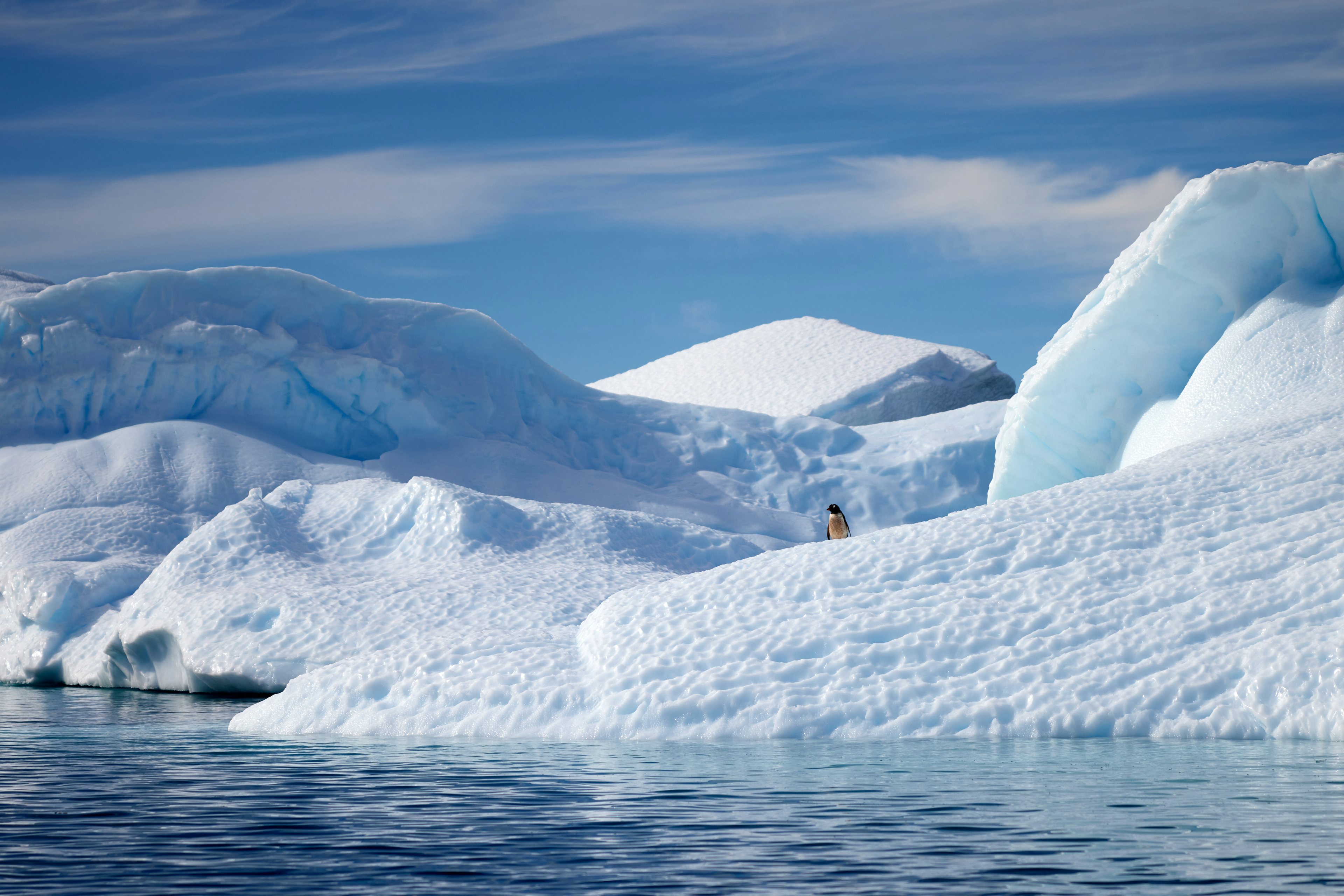 Lone penguin on an iceberg