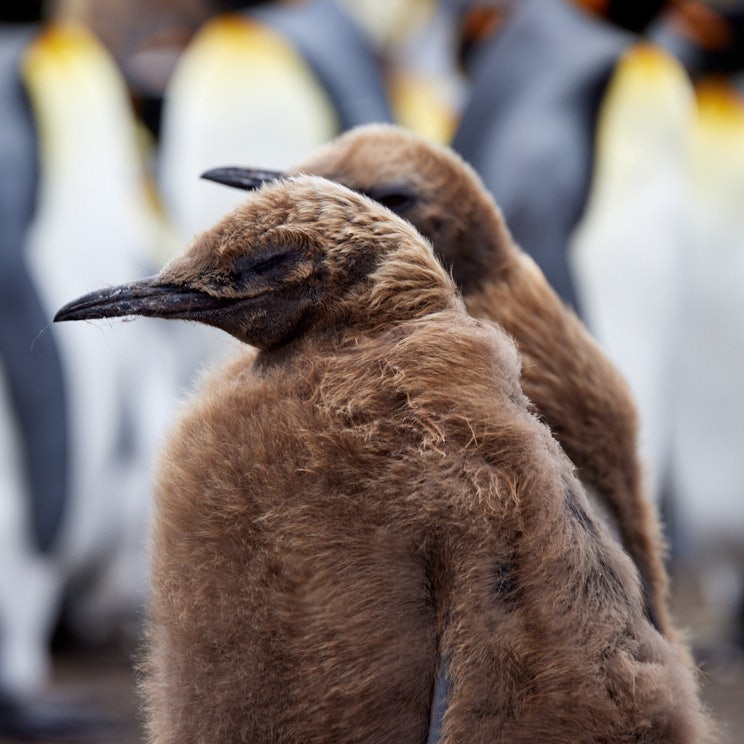 King Penguin Juvenile
