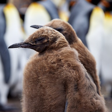 King Penguin Juvenile