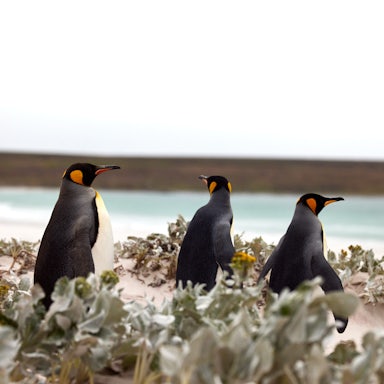 King Penguins at the Beach
